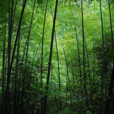 Bamboo Massage