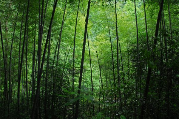 Bamboo Massage